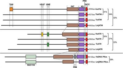 Unpicking the Roles of DNA Damage Protein Kinases in Trypanosomatids